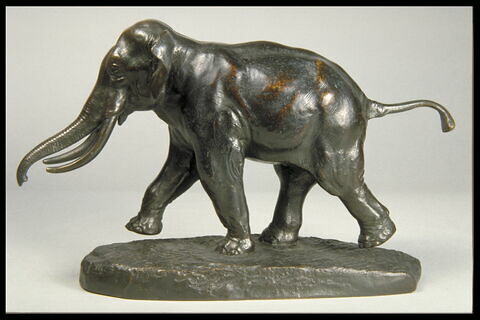 Éléphant de Cochinchine, image 4/7