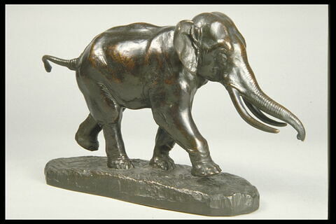 Éléphant de Cochinchine, image 6/7