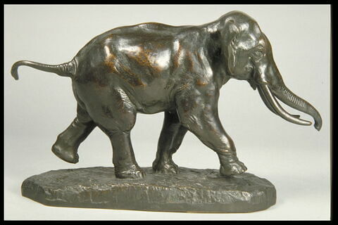 Éléphant de Cochinchine, image 7/7