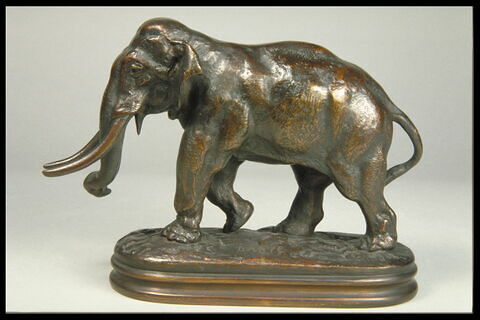 Éléphant d'Asie, image 4/7