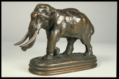 Éléphant d'Asie, image 5/7