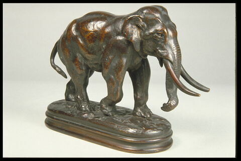 Éléphant d'Asie, image 6/7