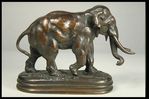 Éléphant d'Asie, image 7/7