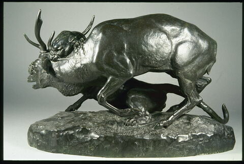 Panthère saisissant un cerf, image 3/7