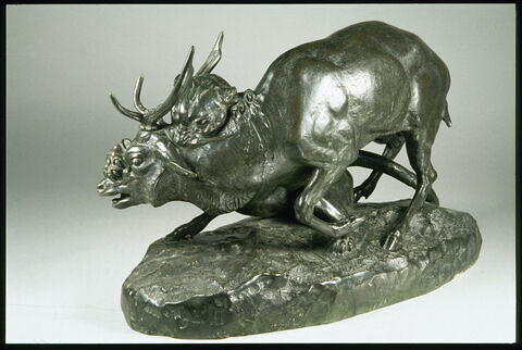Panthère saisissant un cerf, image 4/7