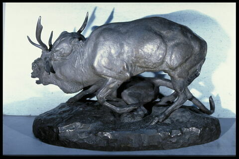 Panthère saisissant un cerf, image 6/7
