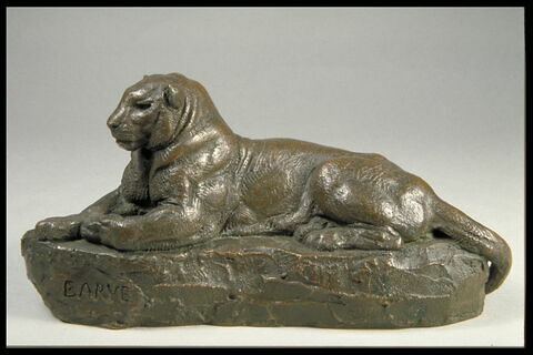 Panthère de l'Inde (?)