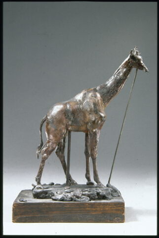 Girafe, image 6/14