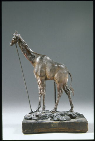 Girafe, image 9/14