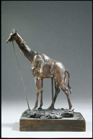Girafe, image 12/14