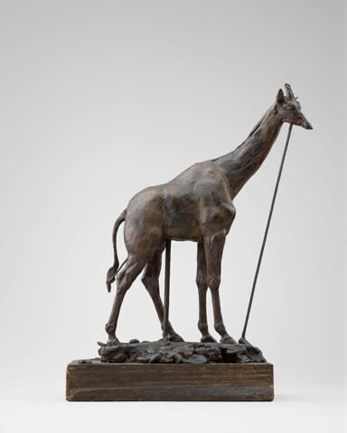 Girafe, image 2/14