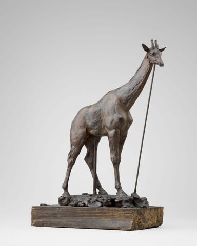 Girafe, image 3/14