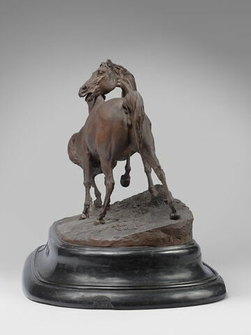 Tachiani et Nedjebe chevaux arabes, image 4/9
