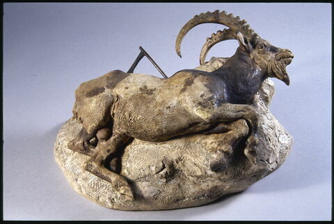 Bouquetin mort, image 5/8