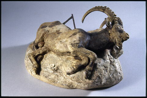 Bouquetin mort, image 6/8