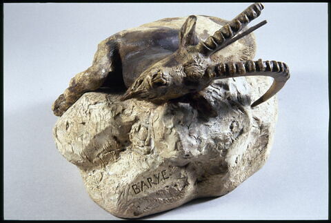 Bouquetin mort, image 8/8