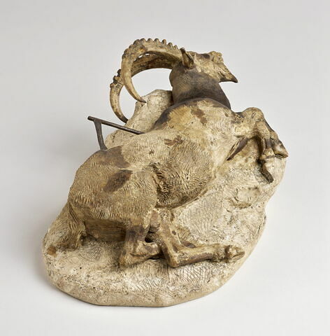 Bouquetin mort, image 4/8