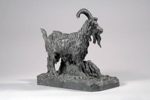 Bouc et chèvre, image 4/8