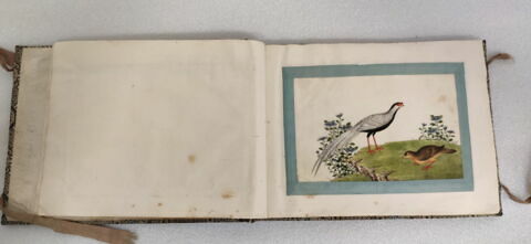 Petit album de peintures d'exportation: fleurs, oiseaux et insectes, image 27/31