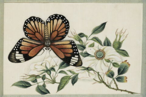 Petit album de peintures d'exportation: fleurs, oiseaux et insectes, image 2/31