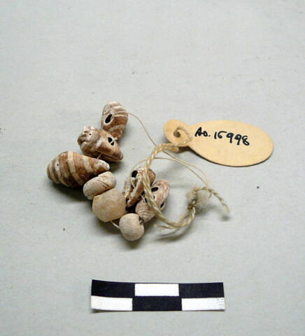 coquillage
