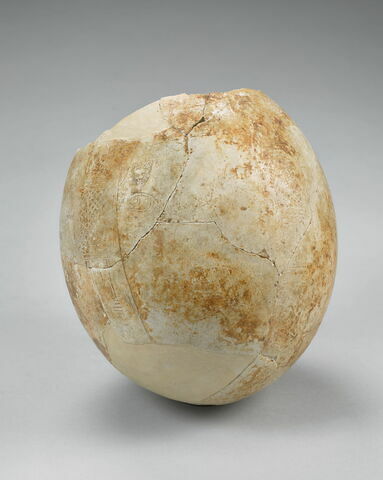 oeuf d'autruche, image 2/5