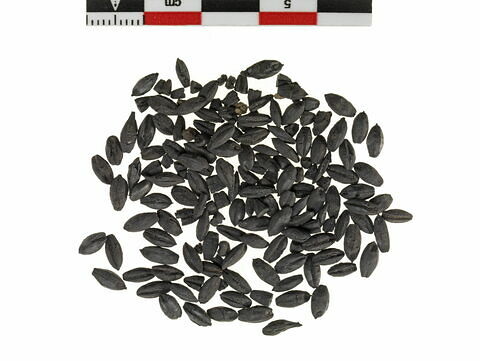 Grains d'orge carbonisés