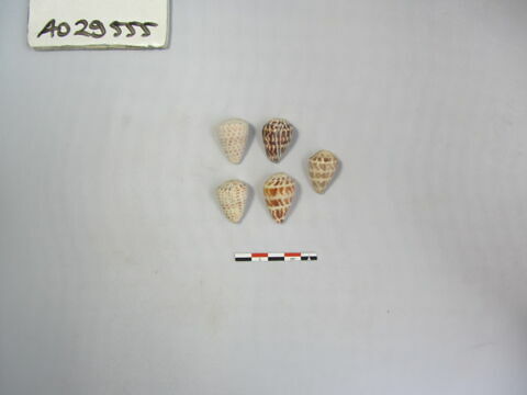 coquillage ; 5