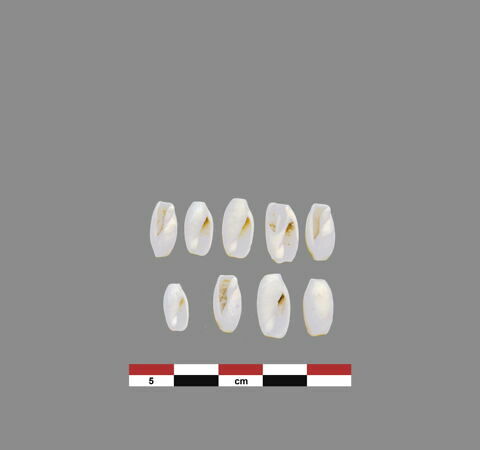 coquillage  ; perle