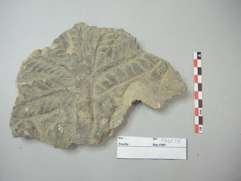 relief, image 11/11