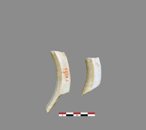 objet indéterminé ; dent