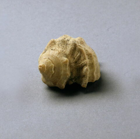coquillage, image 4/4