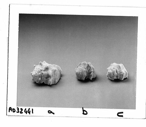 coquillage, image 3/4