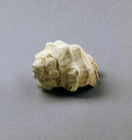 coquillage, image 4/4