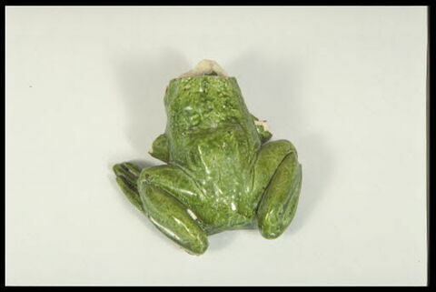 Grenouille de fontaine, image 7/8