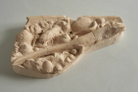 Lézard, image 3/8
