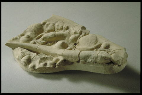 Lézard, image 7/8