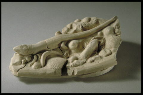 Lézard, image 8/8