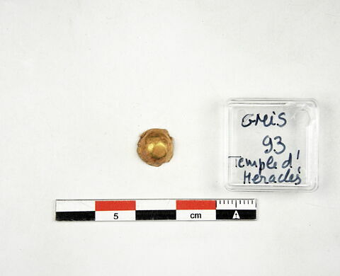 cupule