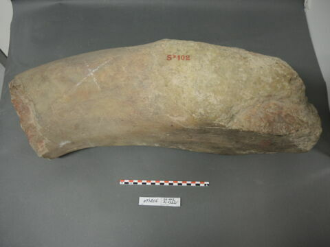 corne, image 4/4
