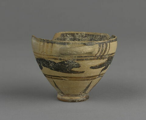 cotyle, image 4/9