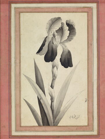 Portrait d'iris, image 2/6
