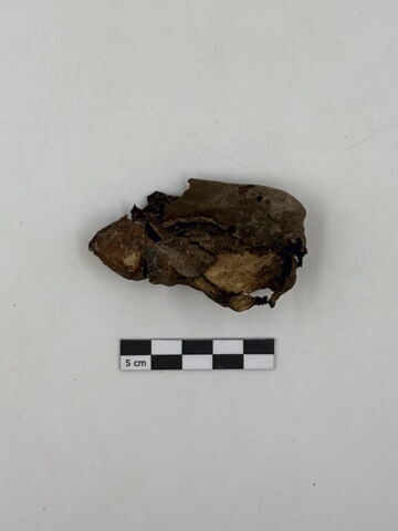 squelette, image 4/13