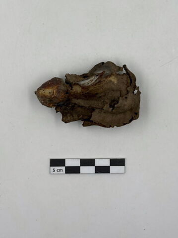 squelette, image 5/13