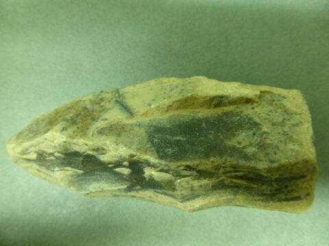 nucleus