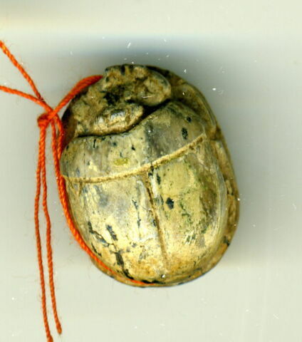 scarabée détaillé, image 2/2