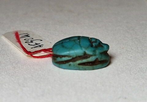 scarabée détaillé, image 4/5