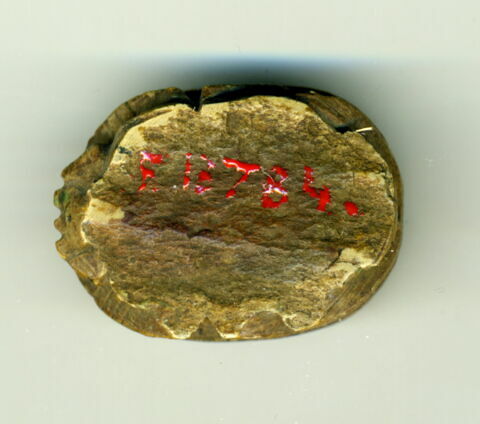 scarabée, image 2/2