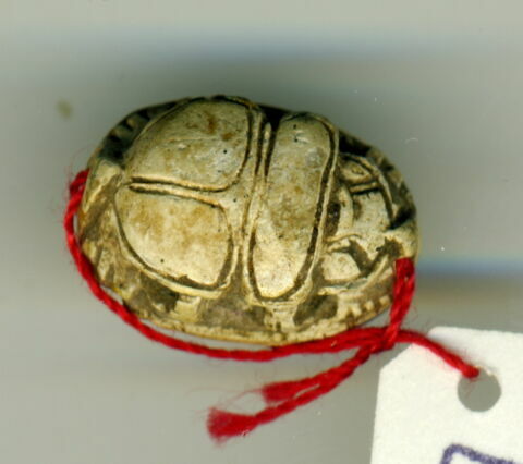 scarabée détaillé, image 2/3