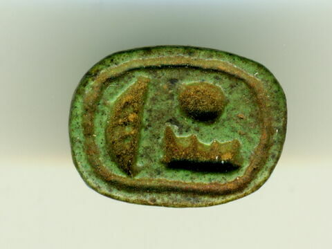 scarabée détaillé